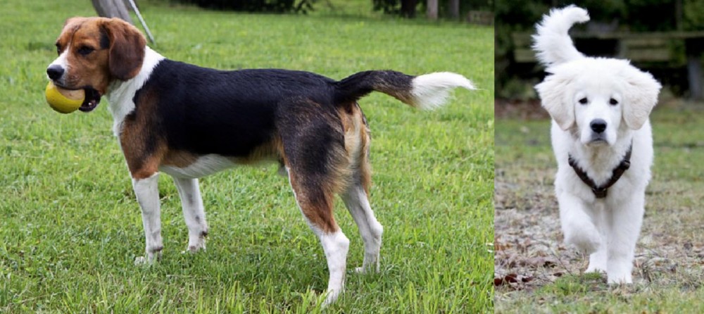 Polish Tatra Sheepdog vs Beaglier - Breed Comparison