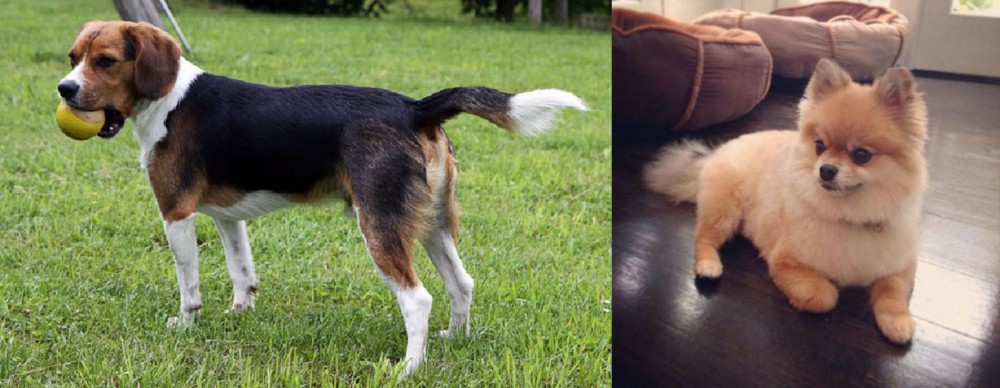 Pomeranian vs Beaglier - Breed Comparison