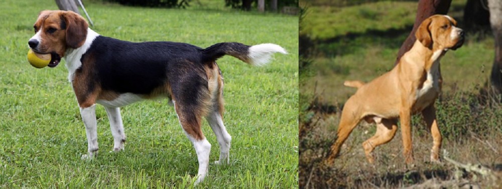 Portuguese Pointer vs Beaglier - Breed Comparison