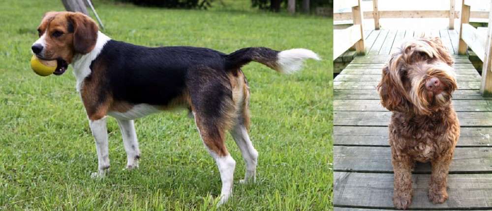 Portuguese Water Dog vs Beaglier - Breed Comparison