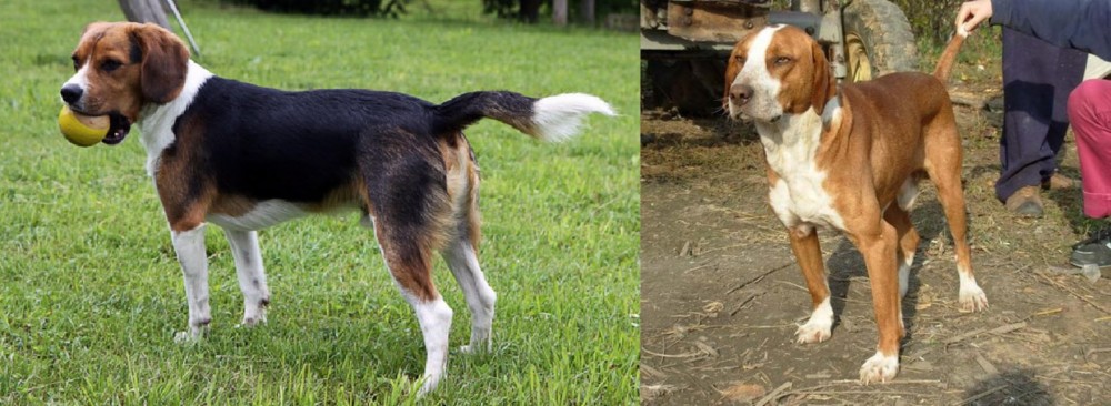 Posavac Hound vs Beaglier - Breed Comparison