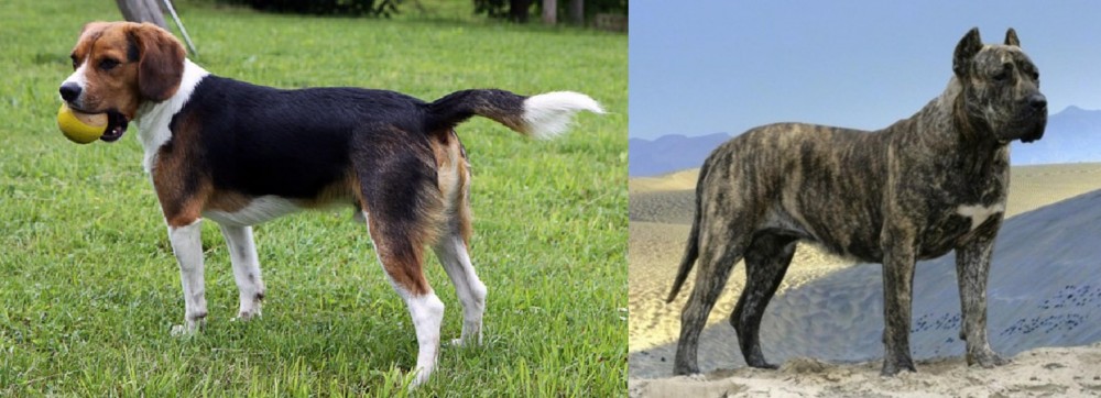 Presa Canario vs Beaglier - Breed Comparison