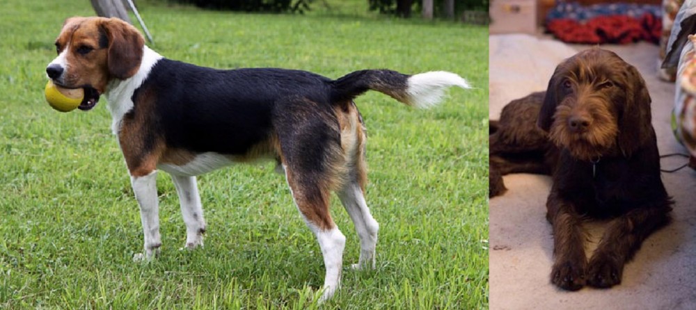 Pudelpointer vs Beaglier - Breed Comparison