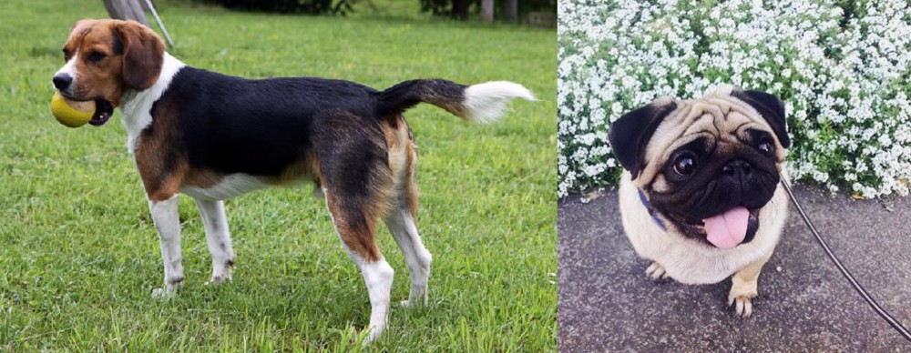 Pug vs Beaglier - Breed Comparison