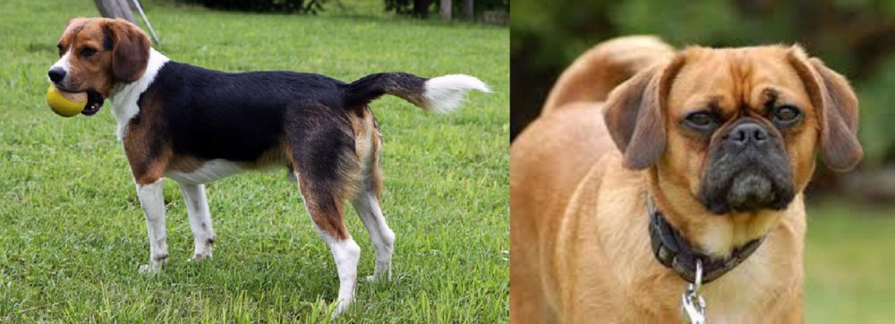 Pugalier vs Beaglier - Breed Comparison