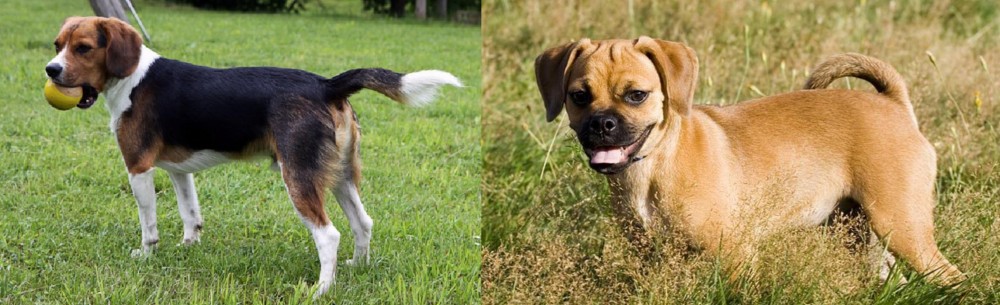 Puggle vs Beaglier - Breed Comparison
