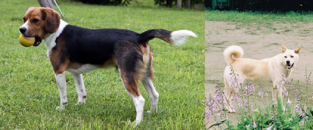 Pungsan Dog vs Beaglier - Breed Comparison
