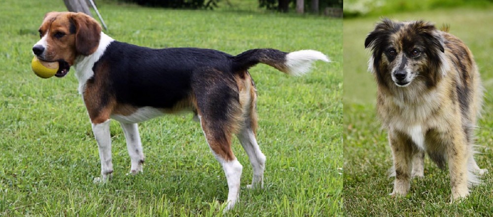 Pyrenean Shepherd vs Beaglier - Breed Comparison