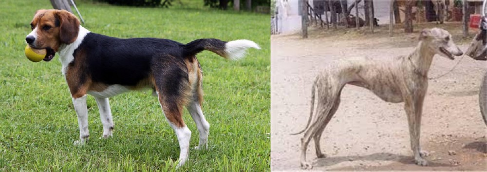 Rampur Greyhound vs Beaglier - Breed Comparison
