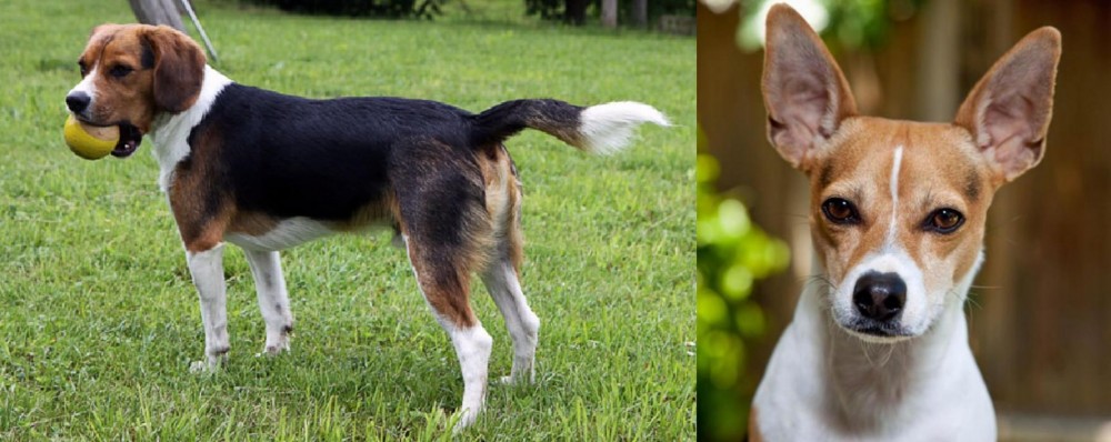 Rat Terrier vs Beaglier - Breed Comparison