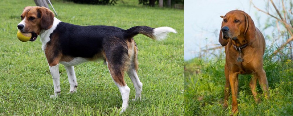 Redbone Coonhound vs Beaglier - Breed Comparison