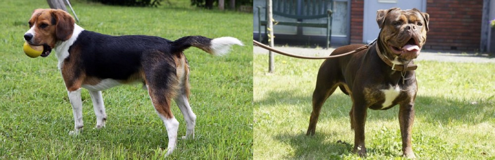 Renascence Bulldogge vs Beaglier - Breed Comparison