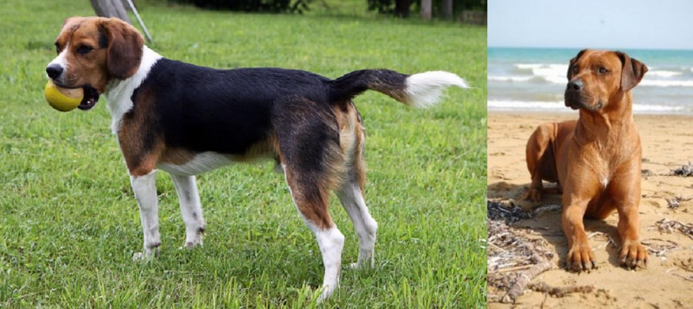 Rhodesian Ridgeback vs Beaglier - Breed Comparison