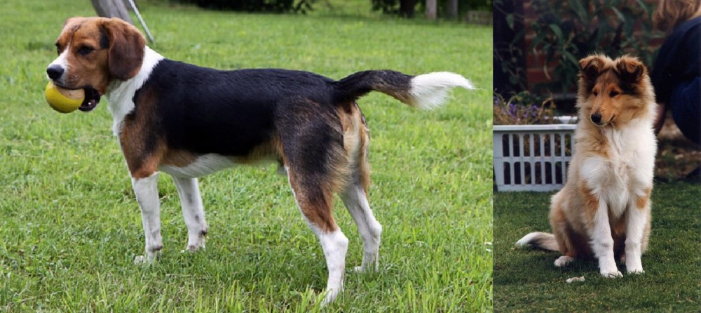 Rough Collie vs Beaglier - Breed Comparison