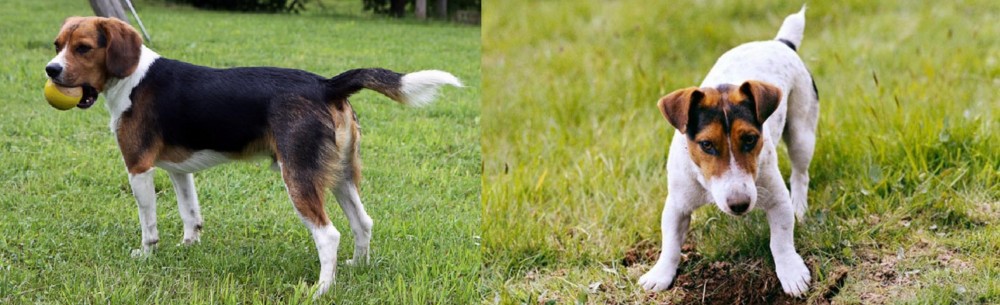 Russell Terrier vs Beaglier - Breed Comparison