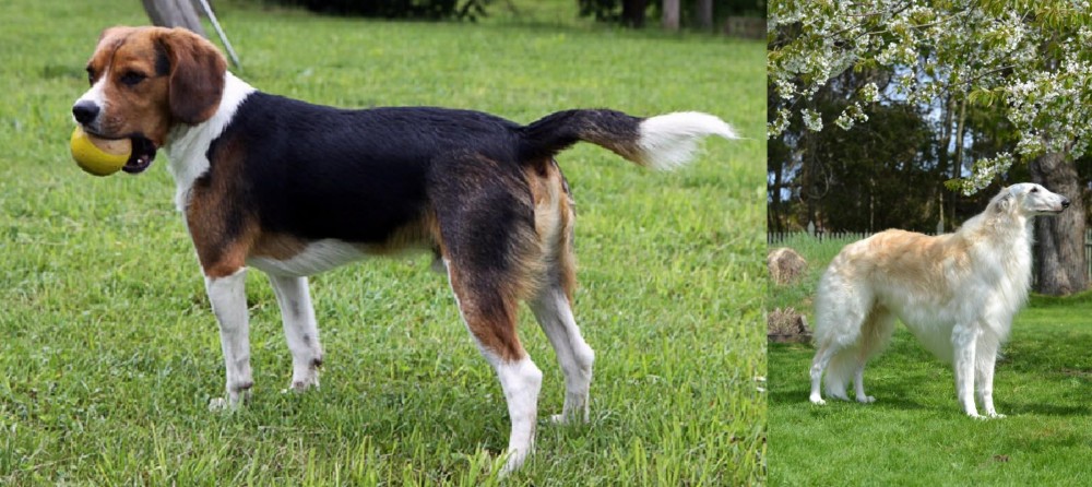 Russian Hound vs Beaglier - Breed Comparison