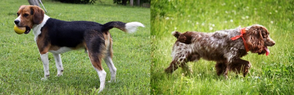 Russian Spaniel vs Beaglier - Breed Comparison