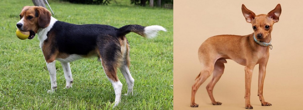 Russian Toy Terrier vs Beaglier - Breed Comparison