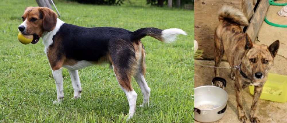 Ryukyu Inu vs Beaglier - Breed Comparison
