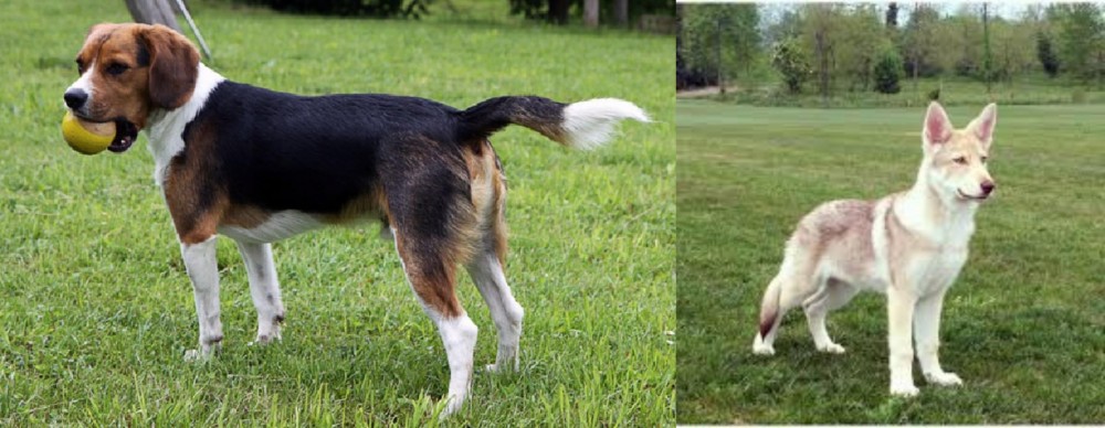 Saarlooswolfhond vs Beaglier - Breed Comparison