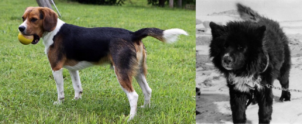 Sakhalin Husky vs Beaglier - Breed Comparison