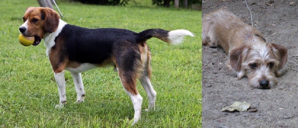 Schweenie vs Beaglier - Breed Comparison