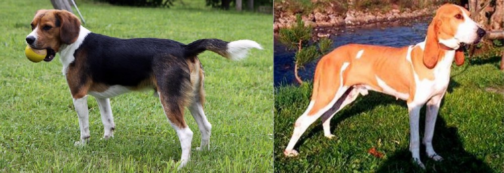 Schweizer Laufhund vs Beaglier - Breed Comparison
