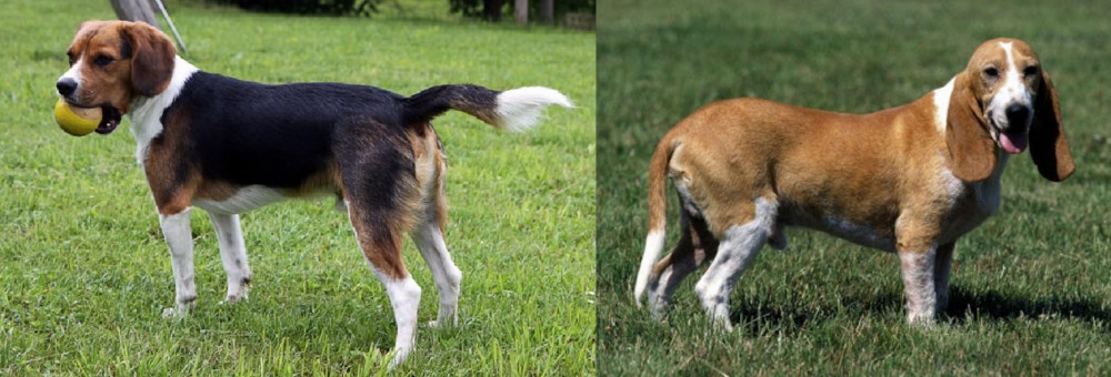 Schweizer Niederlaufhund vs Beaglier - Breed Comparison
