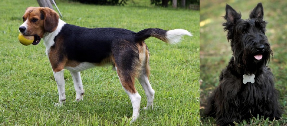 Scoland Terrier vs Beaglier - Breed Comparison