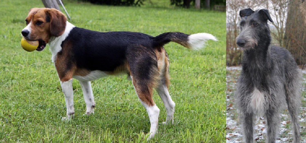 Scottish Deerhound vs Beaglier - Breed Comparison