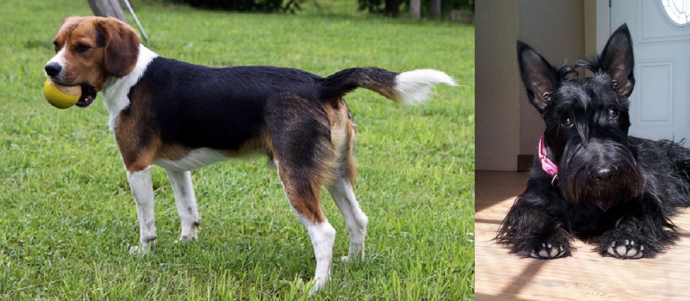 Scottish Terrier vs Beaglier - Breed Comparison