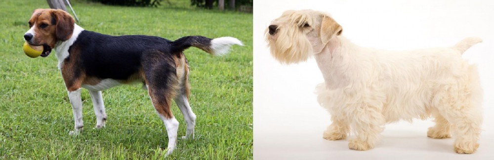 Sealyham Terrier vs Beaglier - Breed Comparison