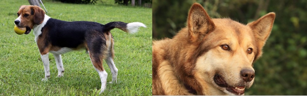 Seppala Siberian Sleddog vs Beaglier - Breed Comparison