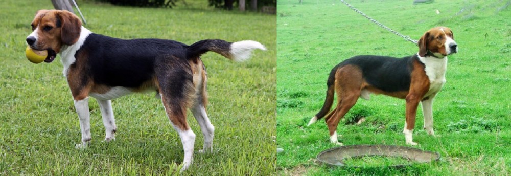 Serbian Tricolour Hound vs Beaglier - Breed Comparison