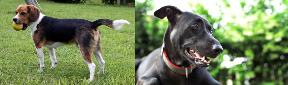 Shepard Labrador vs Beaglier - Breed Comparison