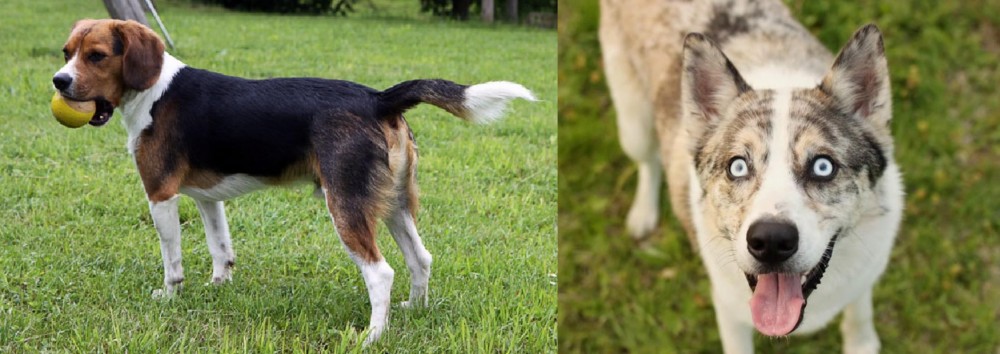 Shepherd Husky vs Beaglier - Breed Comparison
