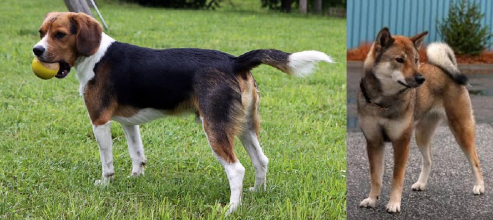 Shikoku vs Beaglier - Breed Comparison