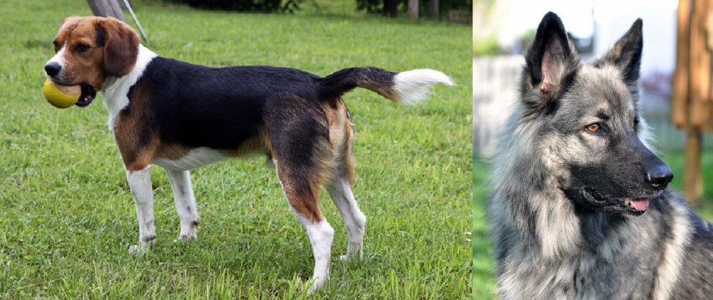 Shiloh Shepherd vs Beaglier - Breed Comparison
