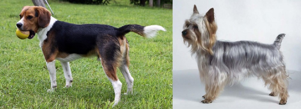 Silky Terrier vs Beaglier - Breed Comparison