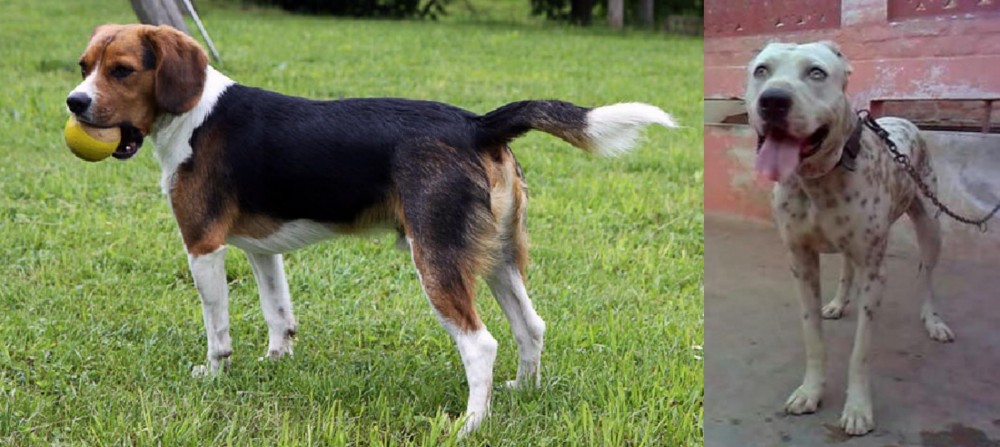 Sindh Mastiff vs Beaglier - Breed Comparison