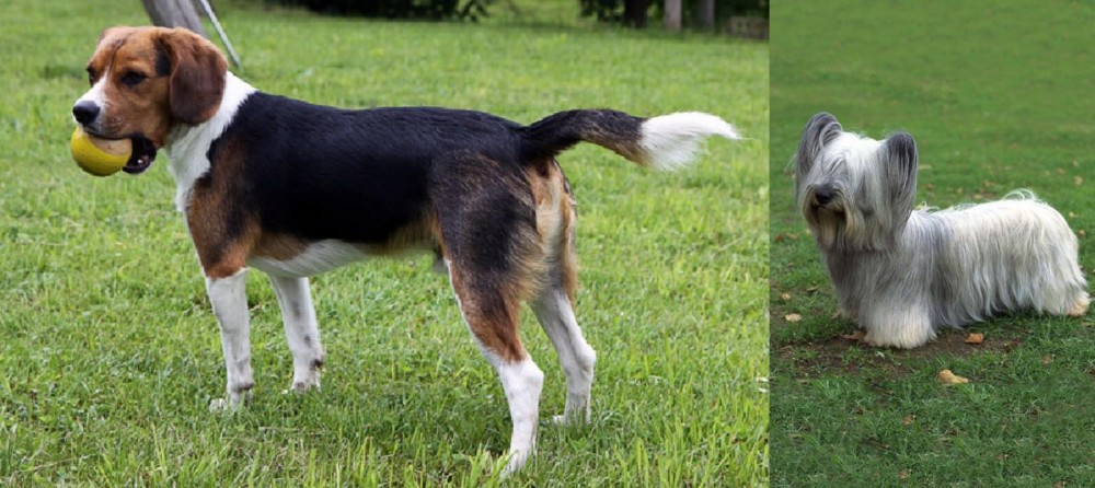 Skye Terrier vs Beaglier - Breed Comparison