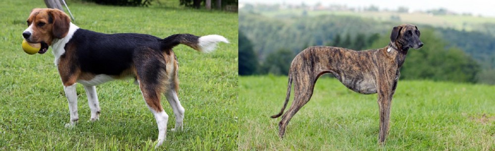 Sloughi vs Beaglier - Breed Comparison
