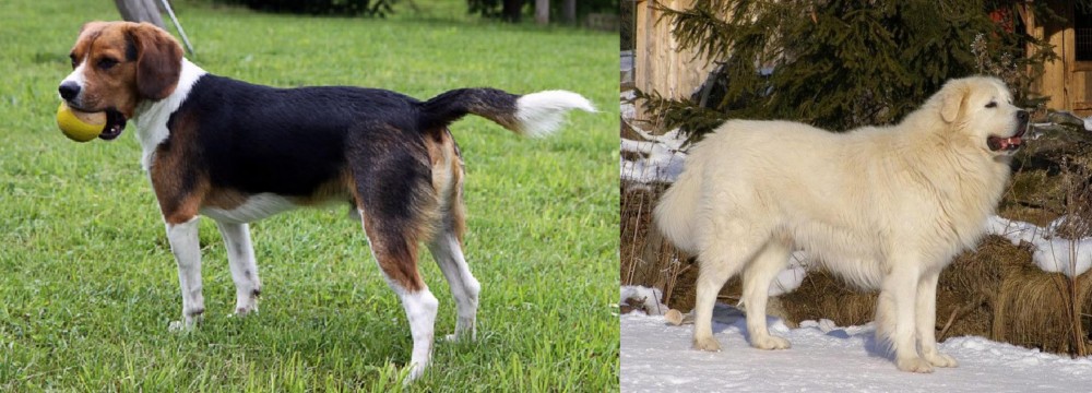 Slovak Cuvac vs Beaglier - Breed Comparison