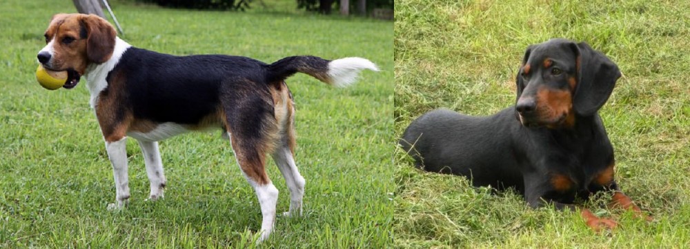 Slovakian Hound vs Beaglier - Breed Comparison