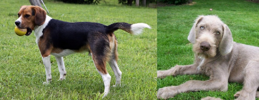 Slovakian Rough Haired Pointer vs Beaglier - Breed Comparison
