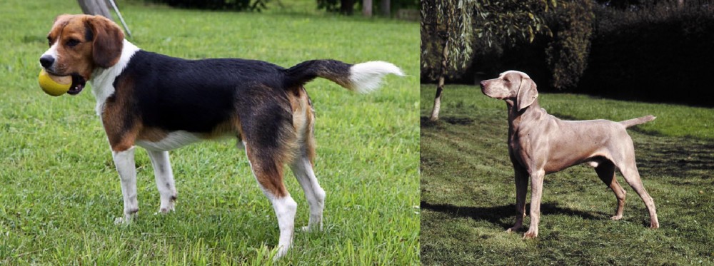 Smooth Haired Weimaraner vs Beaglier - Breed Comparison