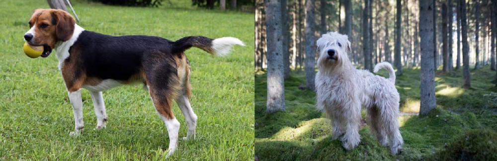 Soft-Coated Wheaten Terrier vs Beaglier - Breed Comparison