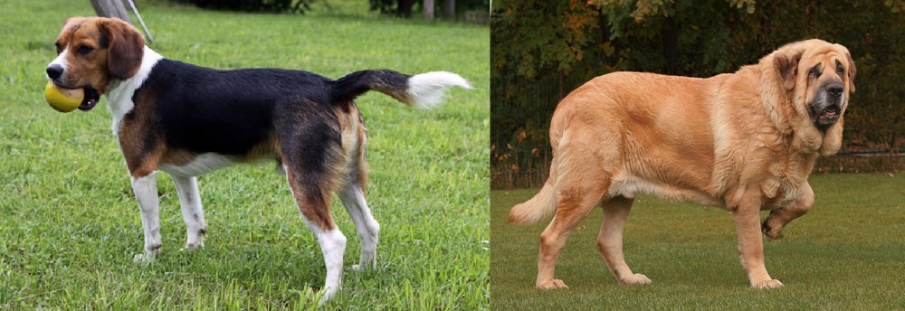 Spanish Mastiff vs Beaglier - Breed Comparison