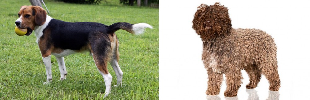 Spanish Water Dog vs Beaglier - Breed Comparison