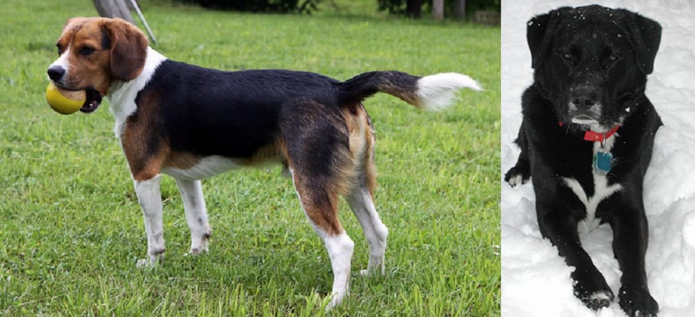 St. John's Water Dog vs Beaglier - Breed Comparison